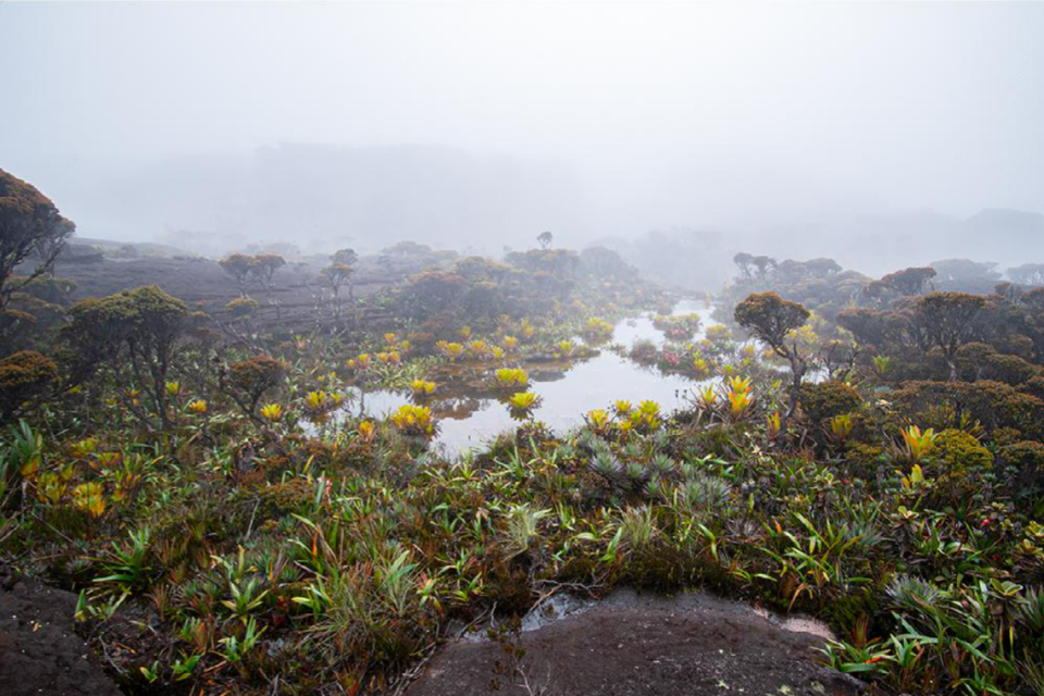 Una laguna estacional en la cima de Murisipán-tepuy.