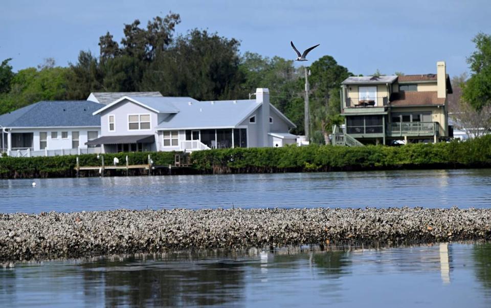 Damon Moore, founder and executive director of the Oyster River Ecology nonprofit, is working with Manatee County Government officials to restore shellfish and improve water quality in the Manatee River.