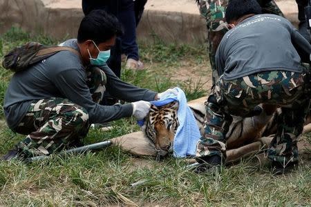 A sedated tiger is stretchered as officials start moving tigers from Thailand's controversial Tiger Temple, a popular tourist destination which has come under fire in recent years over the welfare of its big cats in Kanchanaburi province, west of Bangkok, Thailand, May 30, 2016. REUTERS/Chaiwat Subprasom