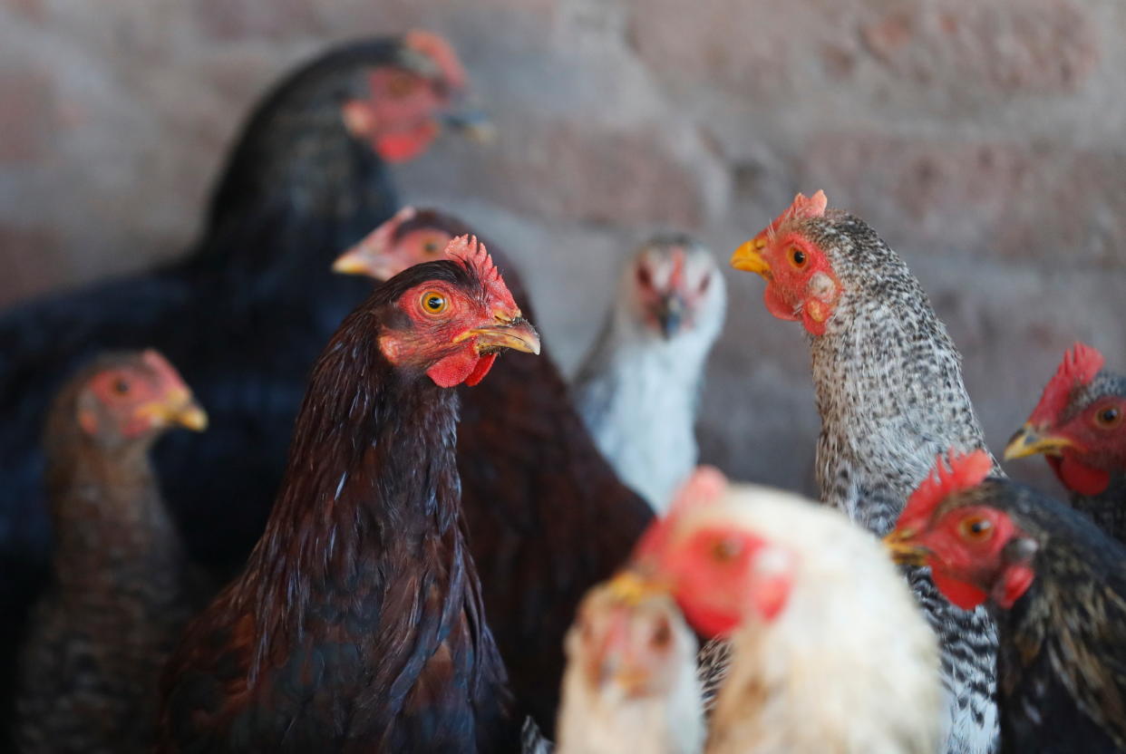 Chickens are seen at a farm.