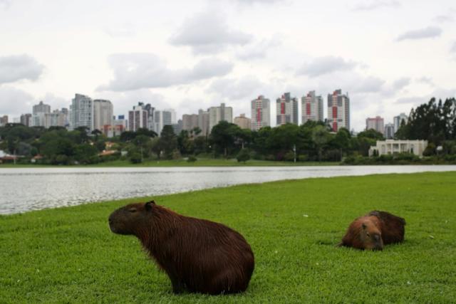 Story of cities #37: how radical ideas turned Curitiba into Brazil's 'green  capital', Cities