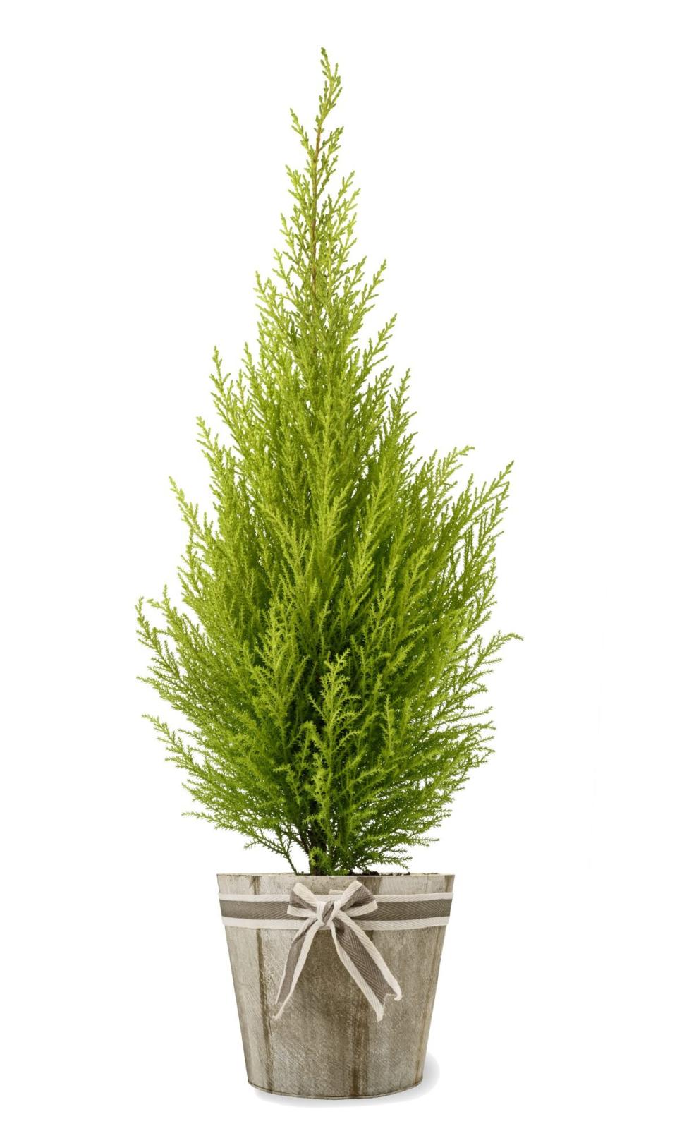 Lemon Cypress