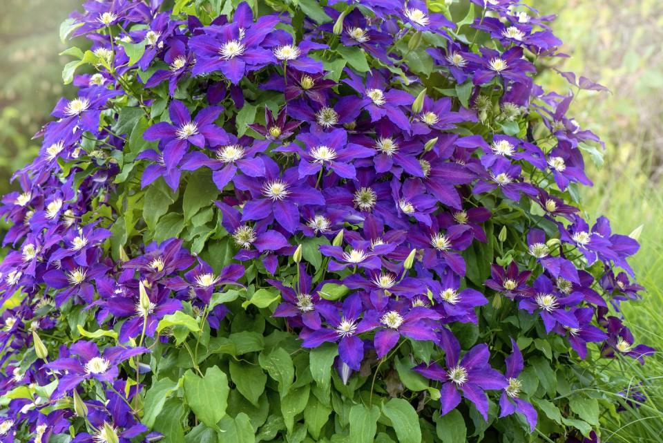 <p>Vines that clamber over a fence, trellis, or arbor add a layer of charm and interest to any garden. Flowering vines also attract pretty, little pollinators such as hummingbirds and butterflies. Consider cardinal climber, clematis, passion flower, honeysuckle, and false hydrangea.</p><p>Varieties to try: Sweet Summer Love Clematis, Rose Sensation False Hydrangea</p><p><a class="link " href="https://www.amazon.com/Sweet-Summer-Clematis-Red-Purple-Flowers/dp/B016OZSBO6/ref=sr_1_2?crid=2BG8QNKMN14AU&keywords=Sweet+Summer+Love+%28Clematis%29+Live+Shrub&qid=1677120897&sprefix=sweet+summer+love+clematis+live+shrub%2Caps%2C88&sr=8-2&tag=syn-yahoo-20&ascsubtag=%5Bartid%7C10057.g.31965995%5Bsrc%7Cyahoo-us" rel="nofollow noopener" target="_blank" data-ylk="slk:Shop Now;elm:context_link;itc:0;sec:content-canvas">Shop Now</a></p>