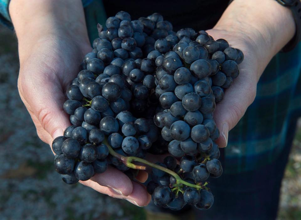 The amount of land in Nova Scotia used to grow grapes has increase by 40 per cent between 2014 and 2017.