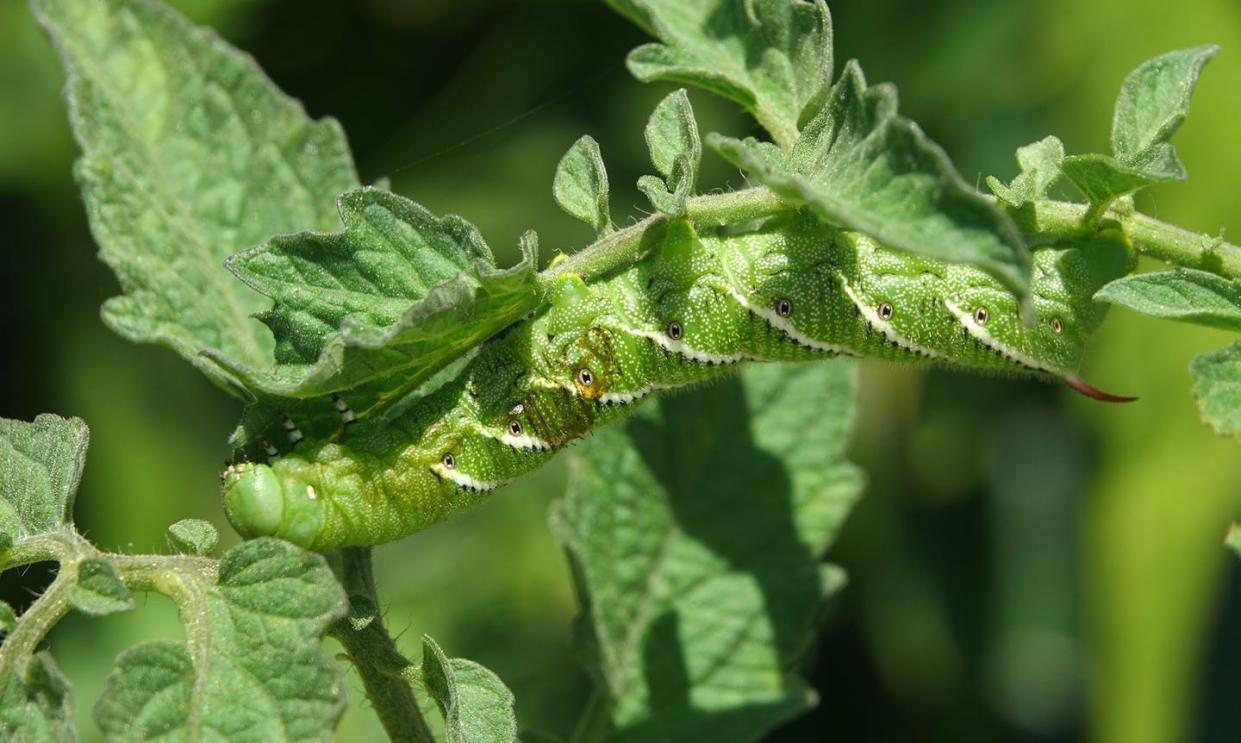 <span class="caption">In the heat, tomato plants can't fight off the hungry tobacco hornworm, Manduca sexta. </span> <span class="attribution"><span class="source">From www.shutterstock.com</span></span>
