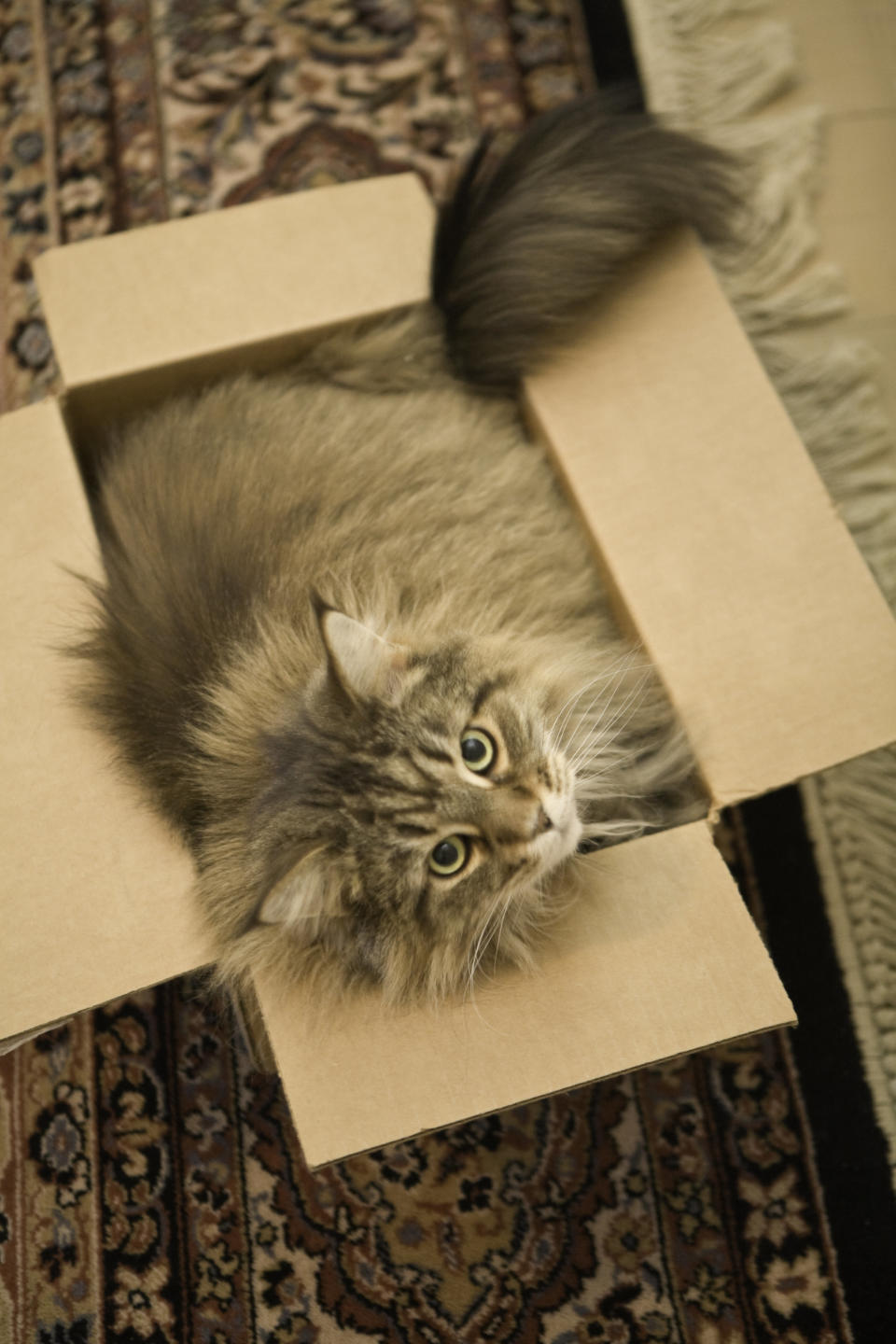 A Maine Coon cat squeezed in  to a cardboard box.