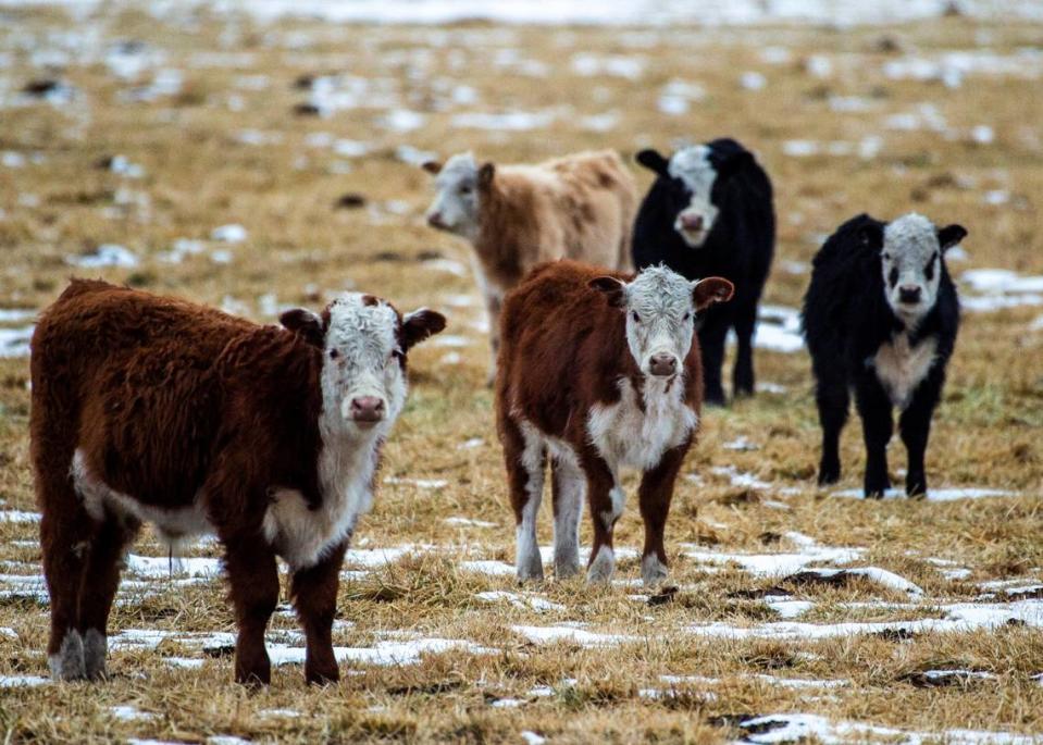 A group of cows stand together this month in a pasture near Adin.