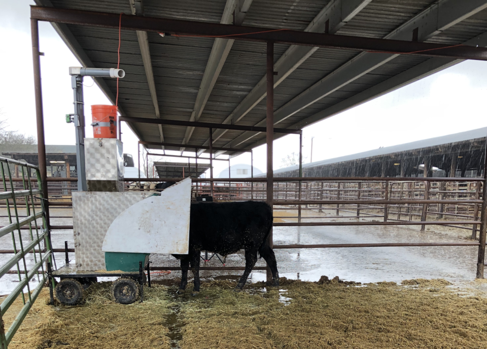 A steer eats alfalfa pellets as equipment measures his gas emissions, including methane. Breanna Roque, <a href="http://creativecommons.org/licenses/by-nd/4.0/" rel="nofollow noopener" target="_blank" data-ylk="slk:CC BY-ND;elm:context_link;itc:0;sec:content-canvas" class="link ">CC BY-ND</a>