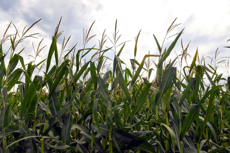 Corn plants in a Hefty Seed Company test field yielded better-than-typical results after surviving drought conditions on Thursday, August 26, 2021 in Sioux Falls.