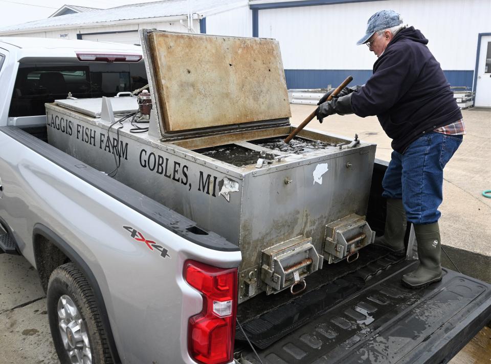 Jeff Fowler scoops a net full of perch from tanks on his truck.