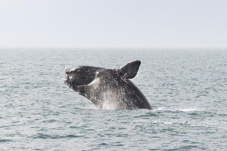 A right whale breaches.