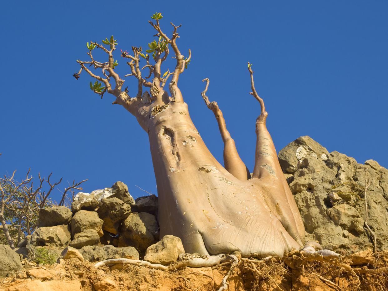 Bottle Tree - Adenium obesum - A tree endemic to Socotra Island that grows from the rocks of Socotra Island, Yemen.