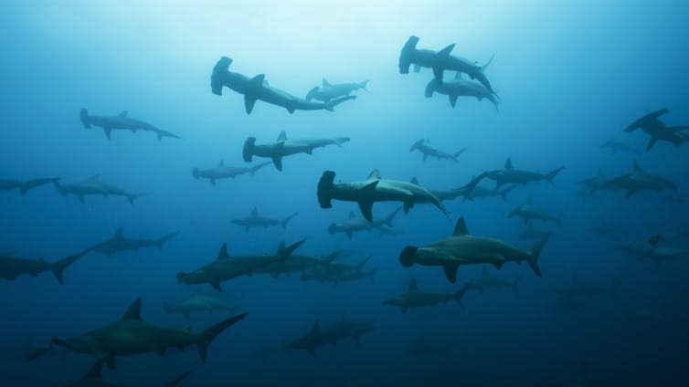 Large school of hammerhead sharks seen underwater.