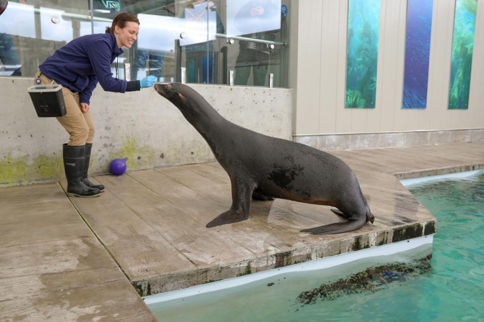 New England Aquarium welcomes sea lions Farley and Giovanni