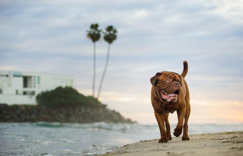 <p>You'll recognize this lovable sidekick from the Tom Hanks movie <em>T</em><em>urner and Hooch,</em> but off the silver screen, these French mastiffs are just as eager to please. They're courageous and loyal but not aggressive. <br></p>