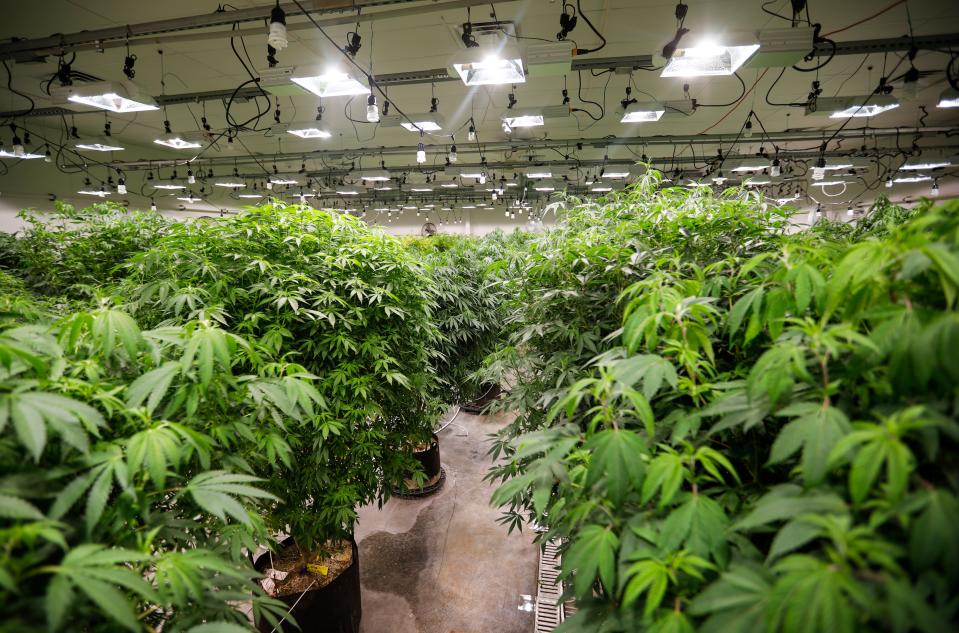 Cannabis mother plants at Flora Farms on Wednesday, Feb. 8, 2023. Mother plants are cannabis plants kept in a vegetative stage year round to harvest clones. Mother plants may grow up to 10 feet tall and live for up to five years.