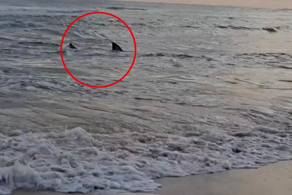 Lifeguards first spotted the four-meter shark struggling in the water in front of Kingscliff Beach Bowls Club. Facebook/Suzy Martin