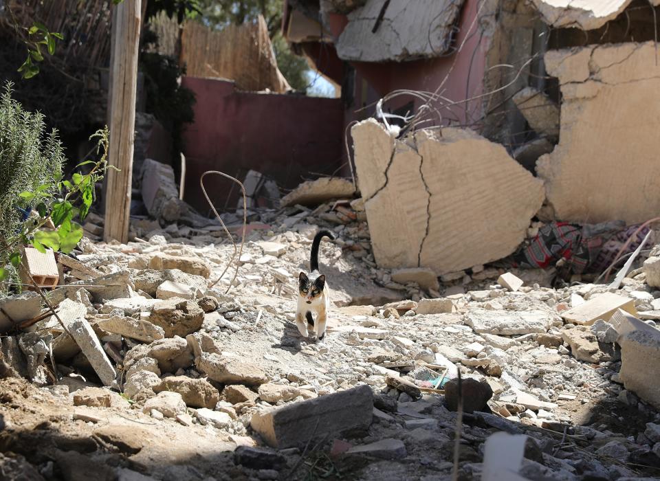 A cat among concrete rubble.