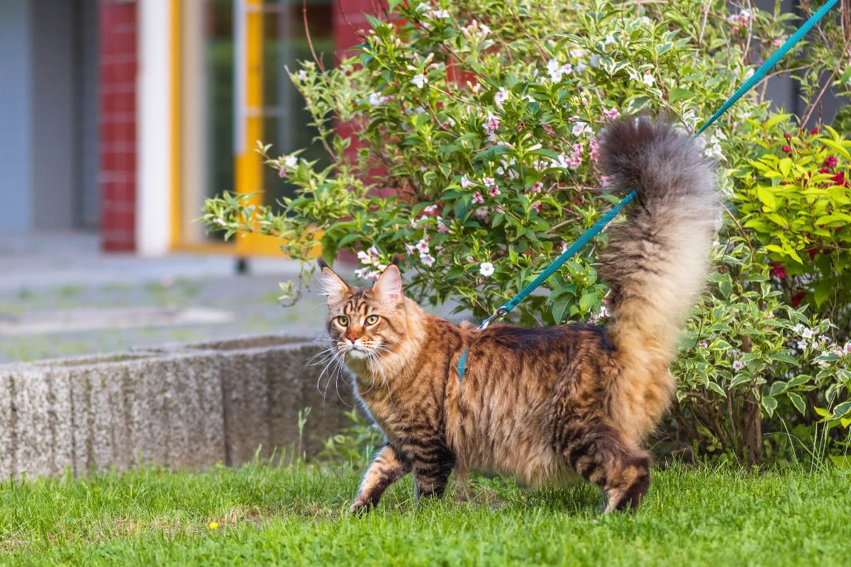 A leashed Maine Coon on a walk<p>DenisNata via Shutterstock</p>