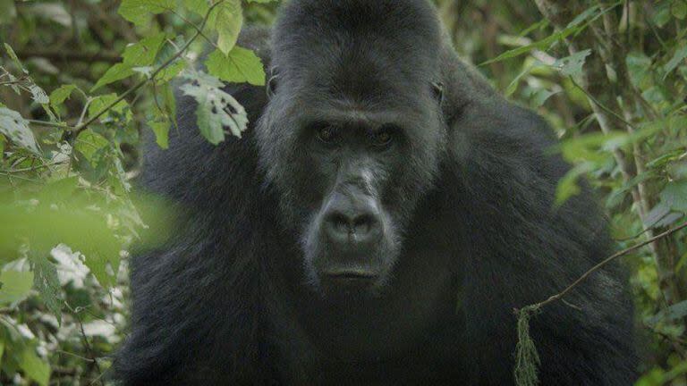 Los gorilas de lomo plateado tienen una fuerza entre cuatro y nueve veces mayor que la de un hombre promedio