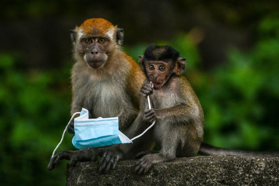 Affen aus Malaysia knabbern an einer Maske (Bild: Mohd RASFAN / AFP)