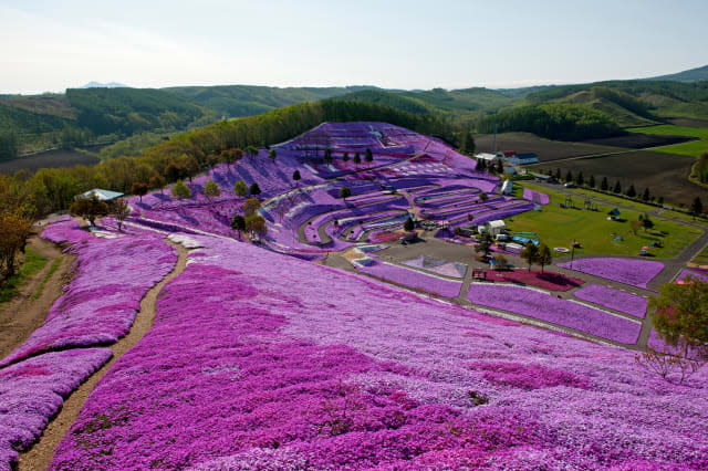 Surreal landscapes around the world Shibazakura Park