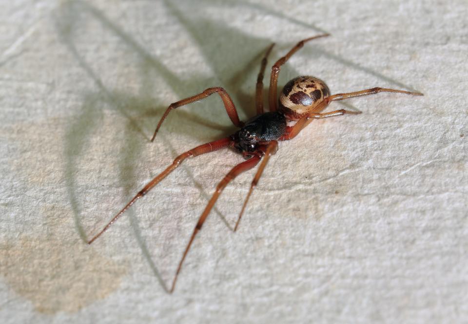 A false widow spider (Stu’s Images)