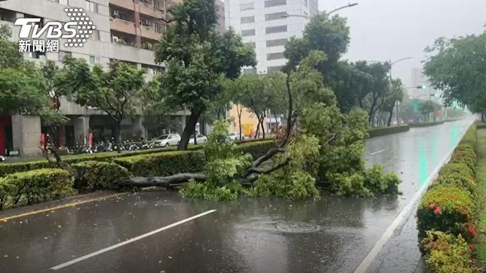 高雄市區路樹倒塌。（圖／TVBS）