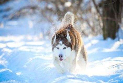 Image of Siberian Husky/via Shutterstock