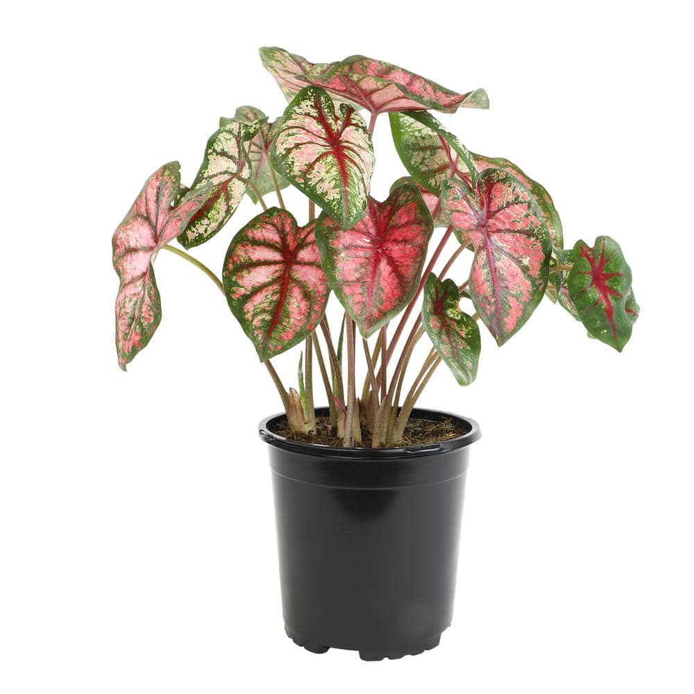 <p><a href="https://go.redirectingat.com?id=74968X1596630&url=https%3A%2F%2Fwww.homedepot.com%2Fp%2FALTMAN-PLANTS-Pink-and-Green-Caladium-Strap-Leaf-Outdoor-Garden-Annual-Plant-in-2-5-qt-Grower-Pot-0872863%2F329690728&sref=https%3A%2F%2Fwww.housebeautiful.com%2Flifestyle%2Fgardening%2Fg43854993%2Foutdoor-plants-for-patio%2F" rel="nofollow noopener" target="_blank" data-ylk="slk:Shop Now;elm:context_link;itc:0;sec:content-canvas" class="link rapid-noclick-resp">Shop Now</a></p><p>Caladium Strap Leaf</p><p>Home Depot</p><p>$21.99</p>