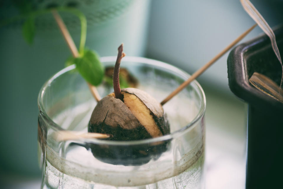 An avocado plant growing from pit