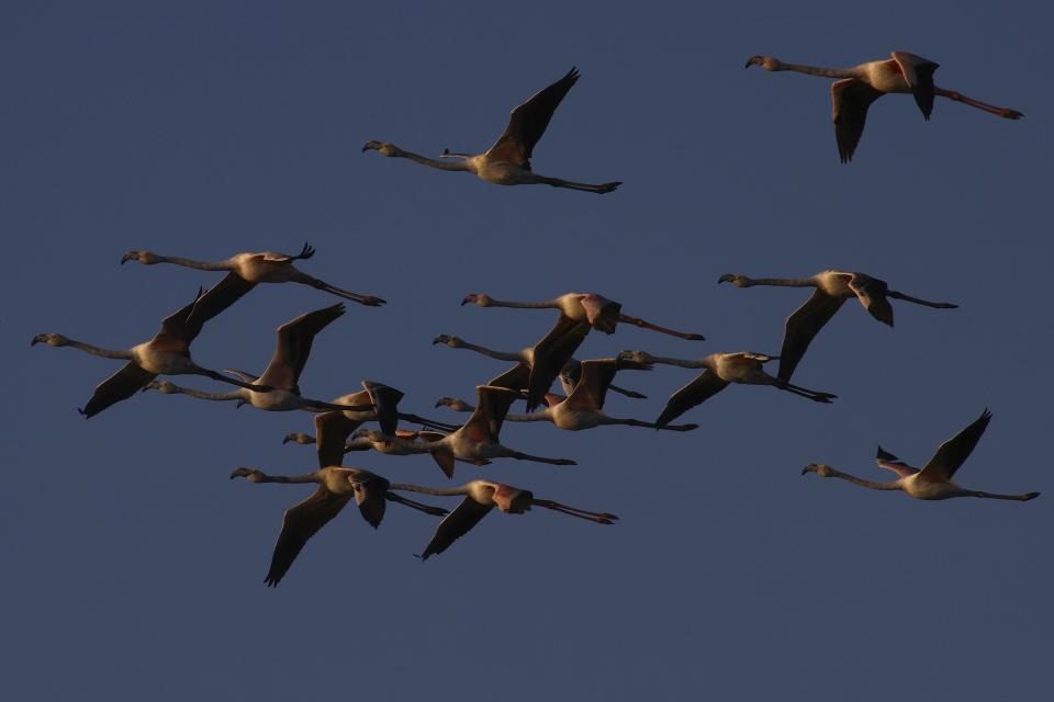 Flamingos fly in Narta Lagoon, about 140 kilometers (90 miles) southwest of the Albanian capital of Tirana, Wednesday, Feb. 8, 2023. Environmentalists fear that the new airport will harm the local fauna and ecosystem of this lagoon as it is home to many migratory birds. (AP Photo/Franc Zhurda)