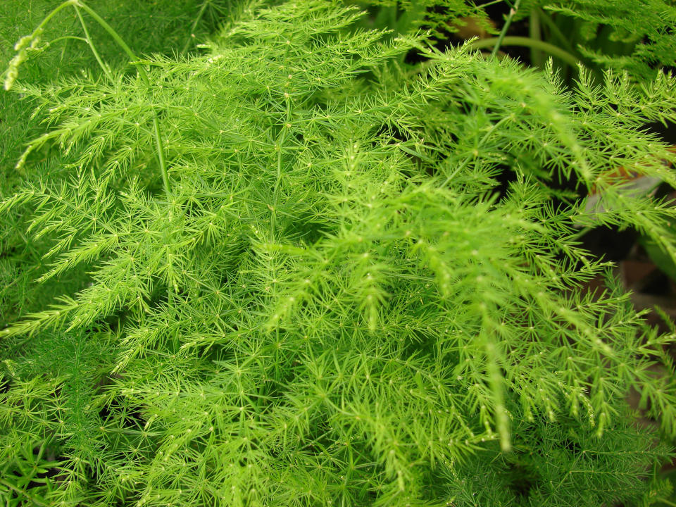 A container garden is the ultimate accessory for your porch, patio, or doorstep. These plants will keep you in style, even in the shade