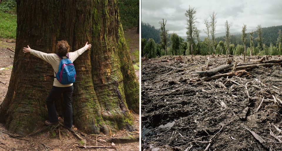 Left - a man hugging a big tree. Right - logging in Tasmania.