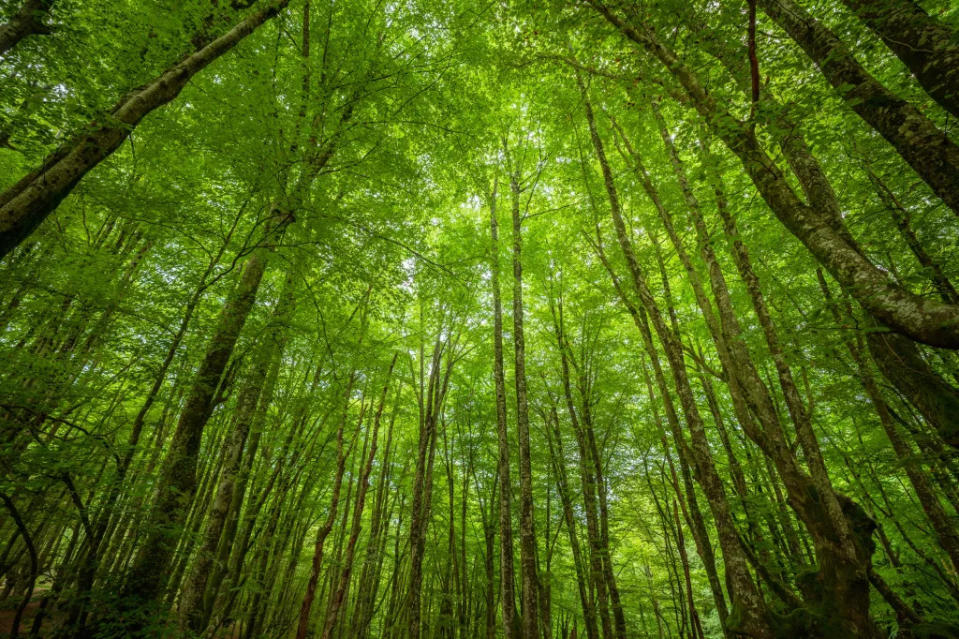 Forest Preserve via Getty Images/Kevin Skipworth 