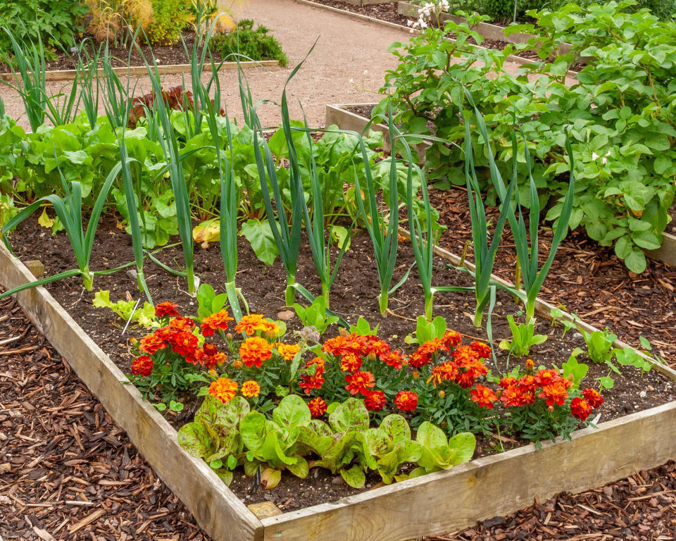 10. Make practical wood chip paths in a veg patch