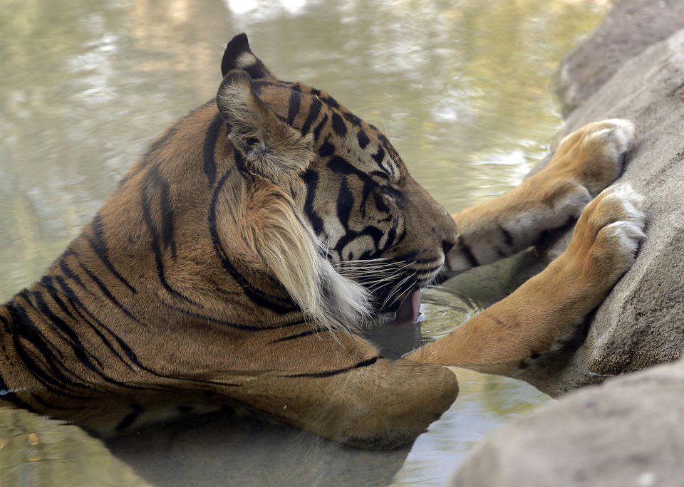 <p>Jai, a Sumatran Tiger, sits in a pool to keep cool at the Phoenix Zoo, June 19, 2017 in Phoenix, Ariz. (Matt York/AP) </p>