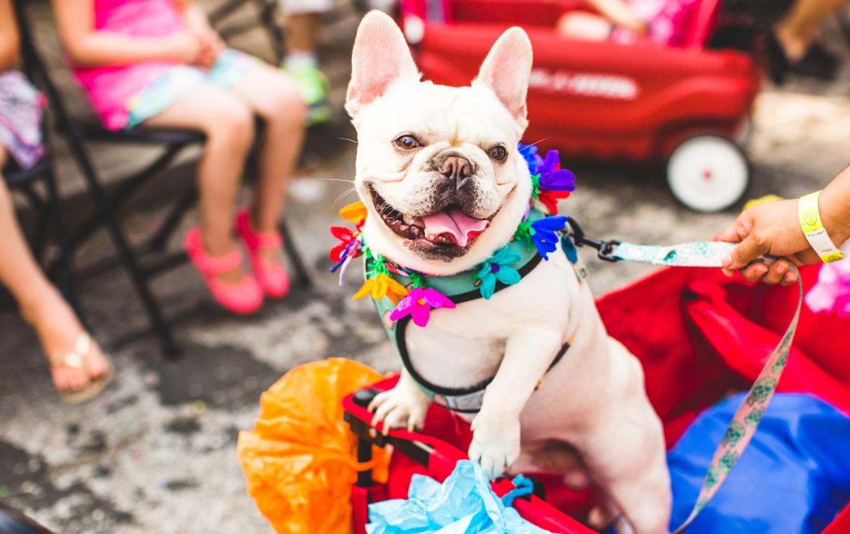 Fiesta San Antonio Will Bring Out Hundreds of Dogs in Colorful Costumes