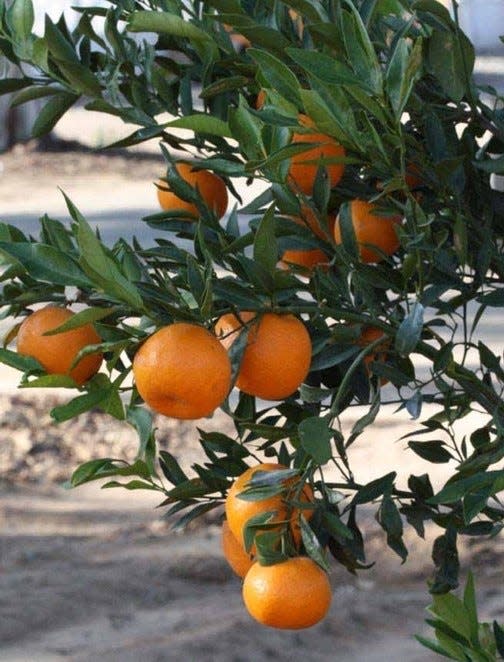 Citrus trees, such as mandarins, make an excellent and tasty addition to a landscape.