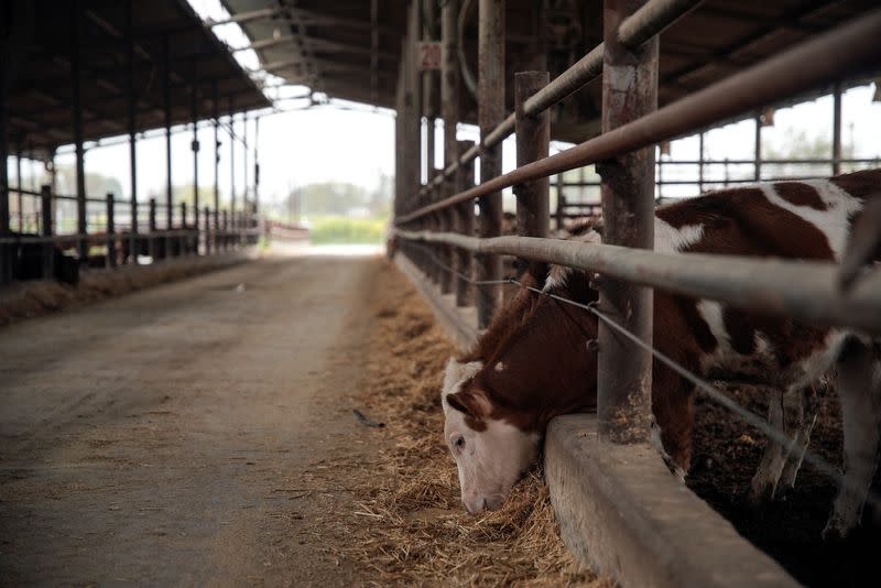 FILE PHOTO: A cow stands in its shed, in Kibbutz Snir which has been mostly evacuated, amid the ongoing cross-border hostilities between Hezbollah and Israeli forces, near Israel's border with Lebanon