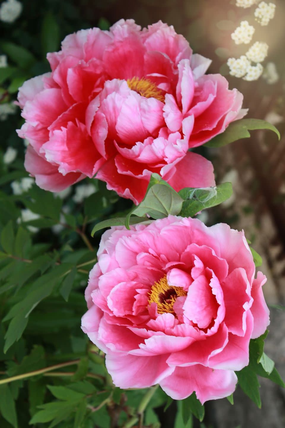 flower meaning, pinks peony 