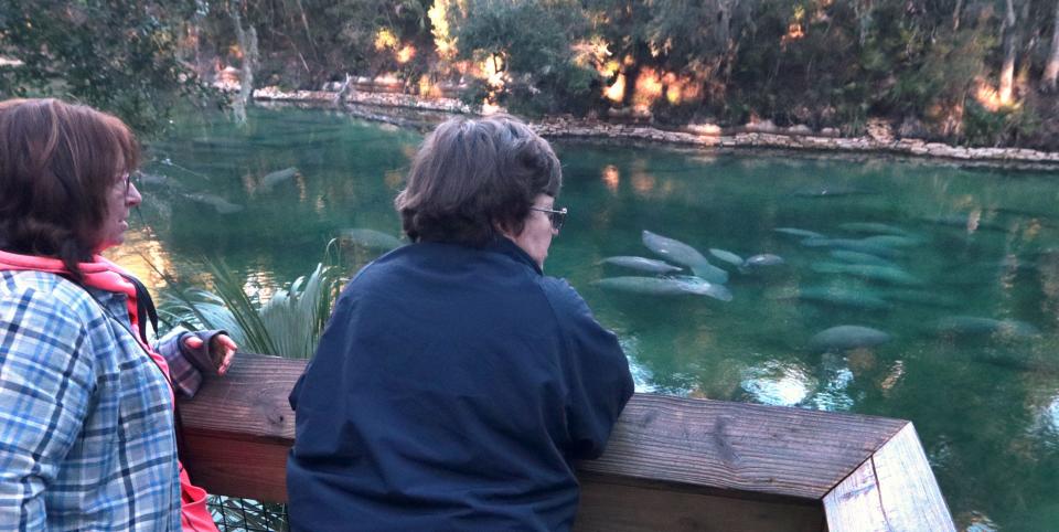 Visitors gather on Tuesday to watch the manatees at one of the lookouts along the boardwalk at Blue Spring State Park in Orange City. The park logged a record count of 663 manatees on Tuesday, an influx driven by this week's cold snap that sends the mammals toward the warm 72-degree spring water.