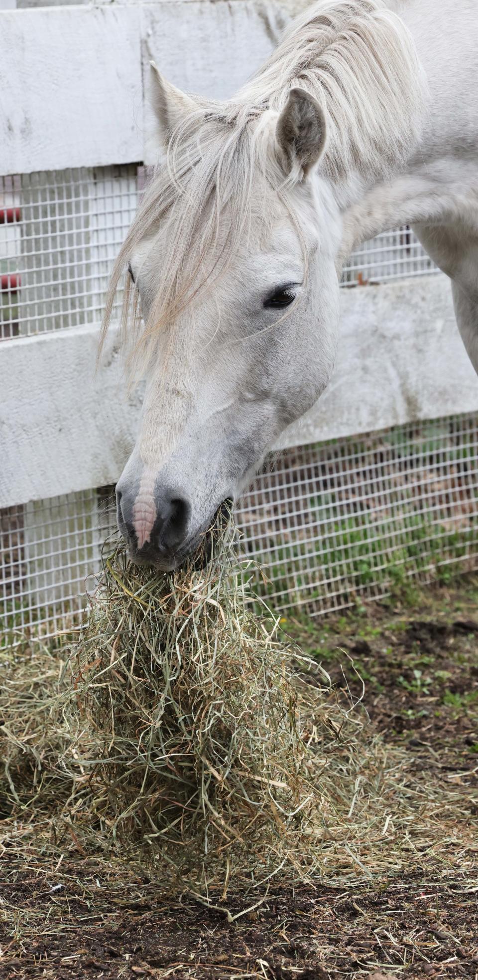 A Connemara pony named Owen is in a paddock at the Animal Rescue League of Boston on Tuesday, May 3, 2022 after he and eight other ponies were rescued from a farm in Berkley. The animals will be looking for new homes soon and Animal League Law Enforcement has filed animal cruelty charges against the former owner.