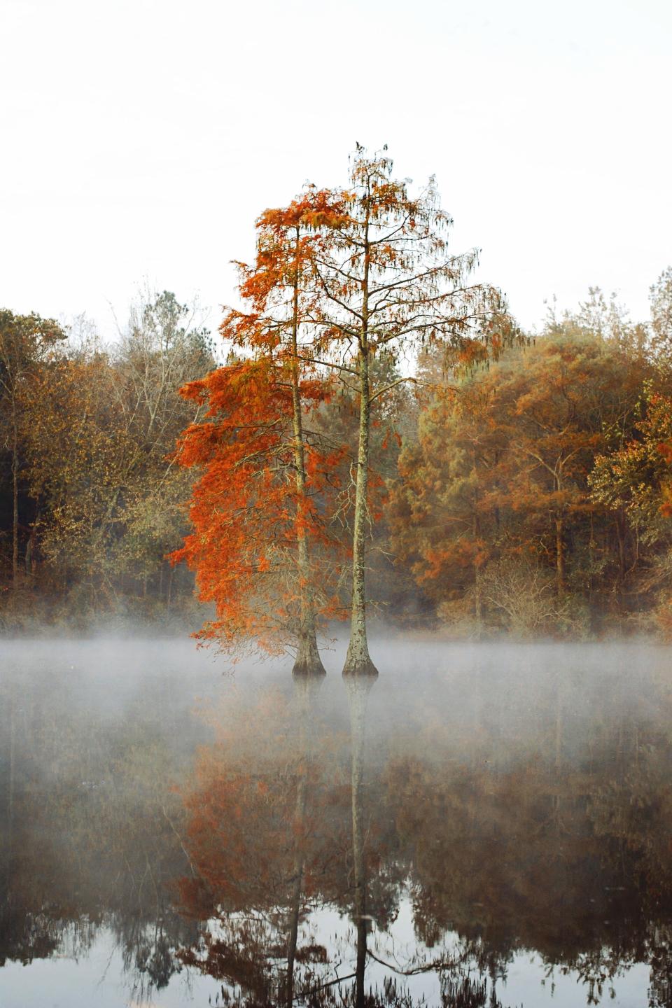 Delaware: Trap Pond State Park