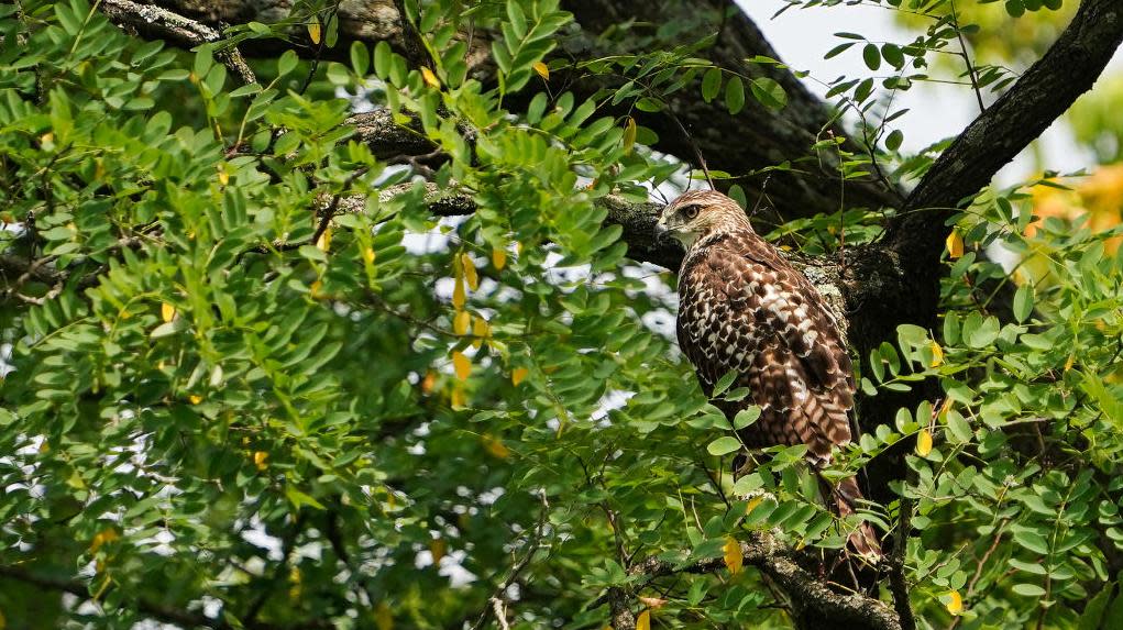 A hawk is seen near the fifth tee during the final round of the Kroger Queen City Championship presented by P&G at Kenwood Country Club on September 10, 2023 in Cincinnati, Ohio.