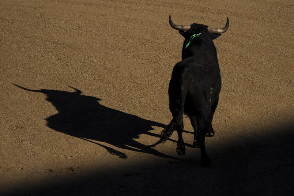 A Fuente Ymbro ranch fighting young bull runs during a bullfight at Las Ventas bullring in Madrid, Spain, Sunday, March 26, 2023. The death of Spanish bullfighting has been declared many times, but the number of bullfights in the country is at its highest level in seven years, and the young are the most consistent presence as older groups of spectators drop away. (AP Photo/Manu Fernandez)