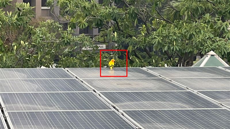 寵物「金太陽鸚鵡」飛到永福派出所附近。（圖／翻攝畫面）