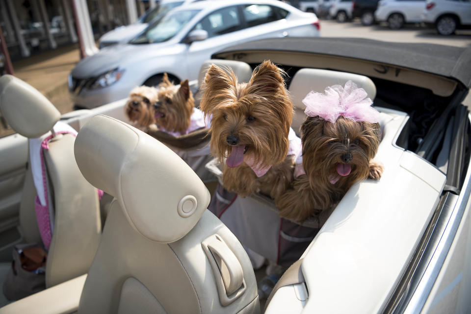 Barbie Gates, a pet nanny, takes some dogs for a ride&nbsp;in the back of her Volkswagon Beetle.