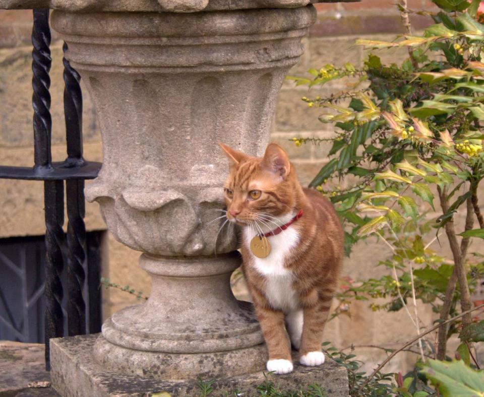 CORRECTION TO REMOVE REFERENCE TO ATTENDING CABINET MEETINGS - This is an undated handout photo issued by the National Trust, via PA on Monday March 10, 2014 of Jock VI, the new kitten who has taken up residence at Sir Winston Churchill's former country home of Chartwell southern England to honour a request made by the ex-prime minister and his family. For his 88th birthday in 1962, Churchill was given a marmalade cat named Jock after one of his private secretaries, Sir John "Jock" Colville, who gave him the pet. As well as Churchill, his relatives requested that there should always be a marmalade cat named Jock with a white bib and four white socks resident at Chartwell . (AP Photo/Iain Carter/National Trust/PA) UNITED KINGDOM OUT NO SALES NO ARCHIVE