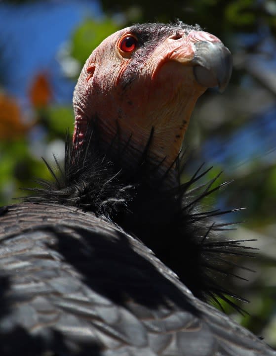 A California Condor suns itself in a habitat on the California Trail at the Oakland Zoo on Wednesday, June 20, 2018, in Oakland, Calif. (AP Photo/Ben Margot)